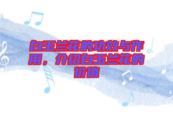 白玉蘭花的功效與作用，介紹白玉蘭花的價值