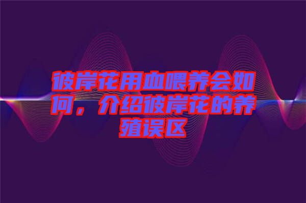 彼岸花用血喂養(yǎng)會如何，介紹彼岸花的養(yǎng)殖誤區(qū)