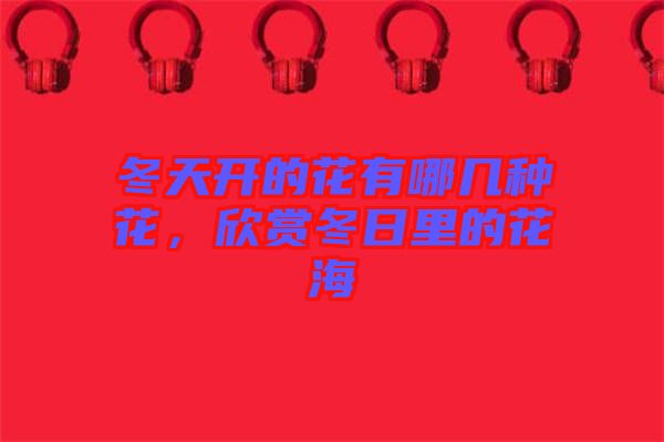 冬天開的花有哪幾種花，欣賞冬日里的花海